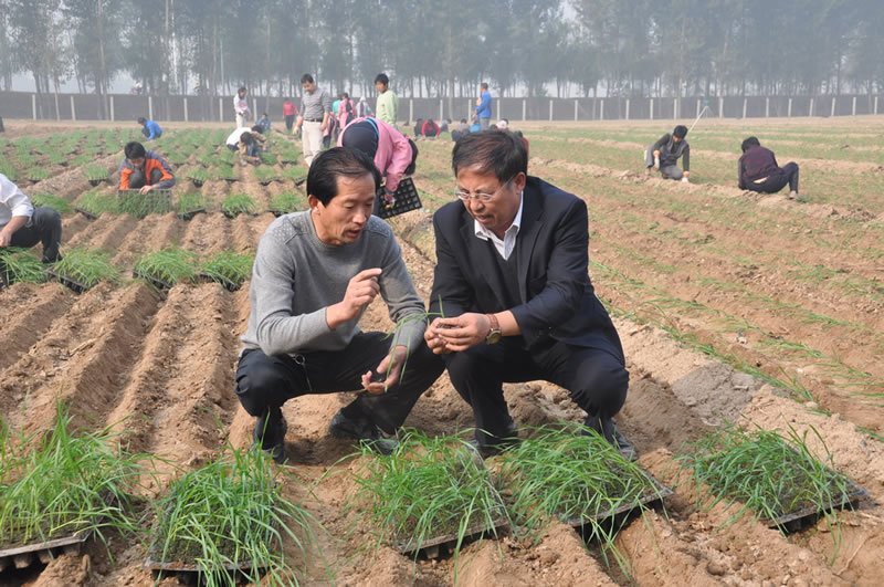 总经理李德岭和著名育种专家茹振钢教授在公司小麦种子科研试验田栽麦现场